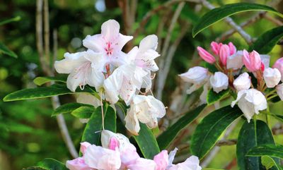 Rhododendron