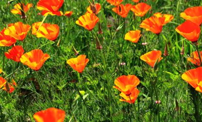 California Poppy