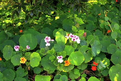 Area Flora