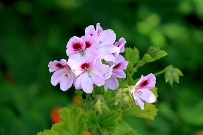 Pelargonuim