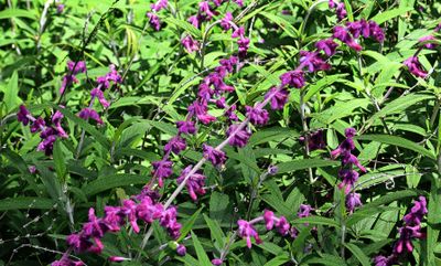 Salvia 'Mexican Bush Sage'