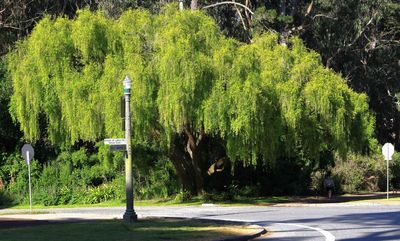 Lower JFK Drive at Chain of Lakes Drive