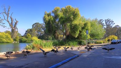 Gaggle Gang
