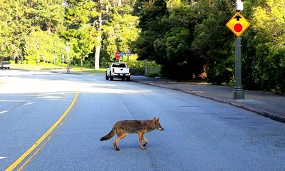 Wile E