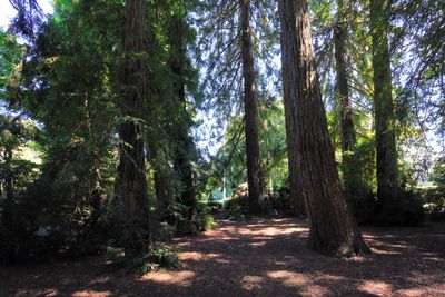 Redwood Memorial Grove