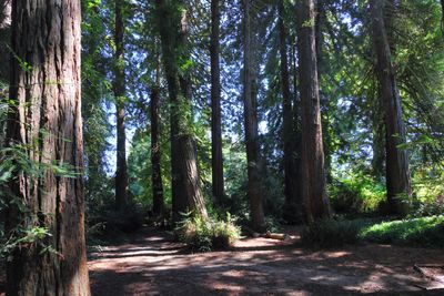 Doughboy Meadow & Redwood Memorial Grove