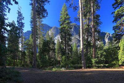 Trail to Mirror Lake