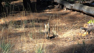 Bobcat Sighting