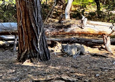 Bobcat!