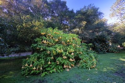 Angel's Trumpet