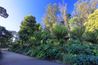 Soft Tree Ferns