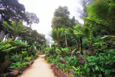 Foggy Ferns