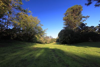Bunny Meadow