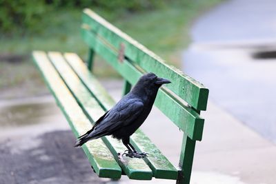 Crow
