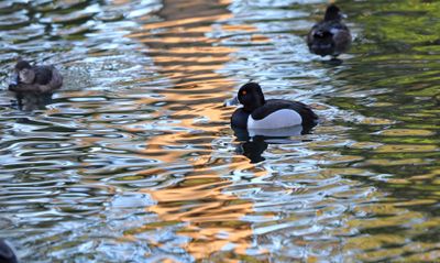 Ring-Necked Duck