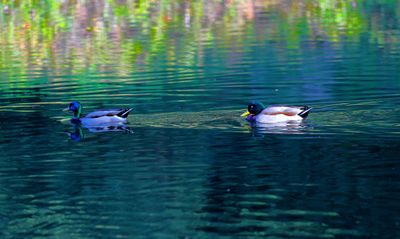 Mallards