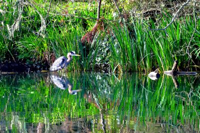 Great Blue Heron