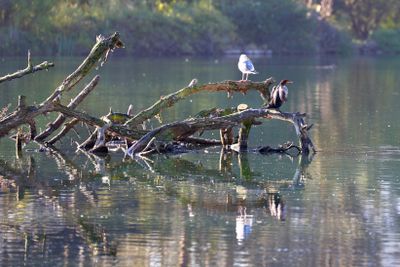 Gull & Cormorant