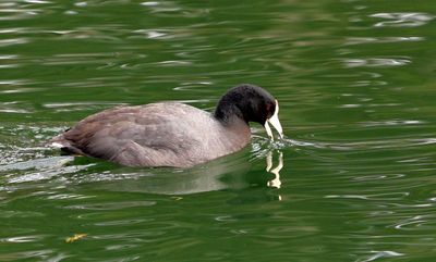American Coot