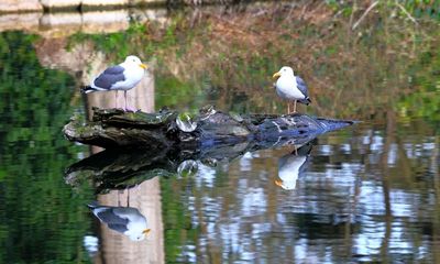 Gulls