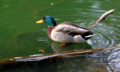 Mallard (male)