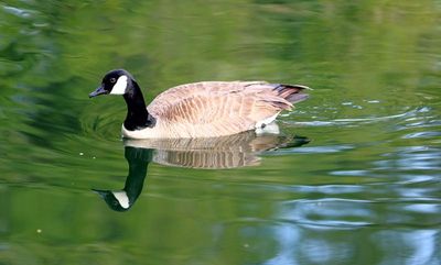Canada Goose