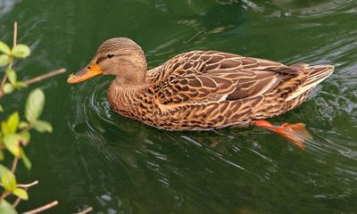 Mallard (Female)