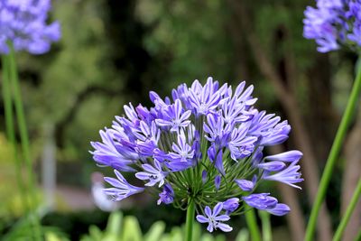 Lady of the Nile (Agapanthus)