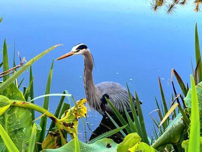 Great Blue Heron