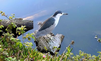 Black Crowned Night Heron
