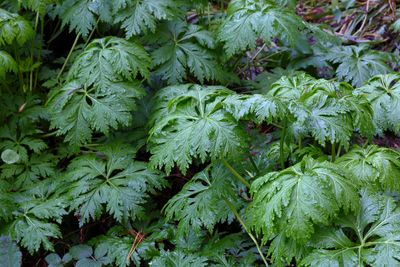 Geranium Maderense