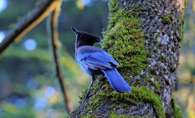 Stellar's Jay