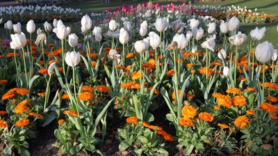 Garden Tulip