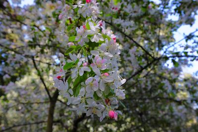 Crabapple