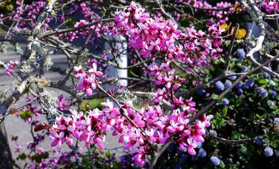 Chinese Redbud