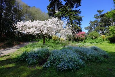 Cherry Blossoms