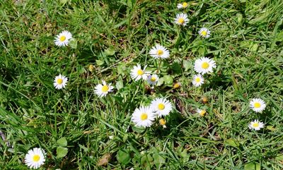 Common Daisy