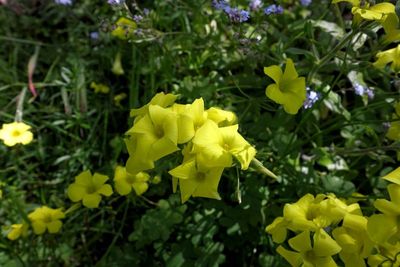 Bermuda Buttercup
