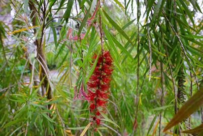 Weeping Bottlebrush