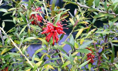 Red Spider Flower