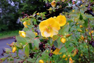 California Poppy