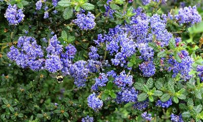 California Lilacs