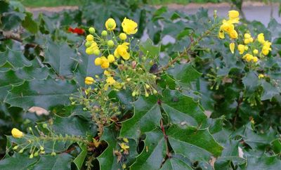 Holly-Leaved Barberry (Oregon Grape)