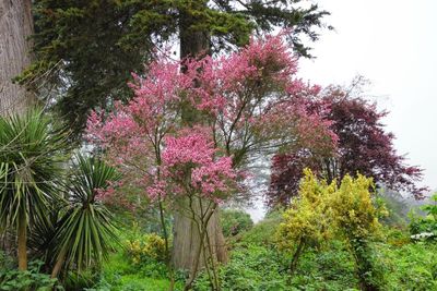 Tea Tree