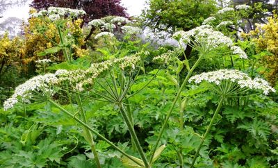 Cow Parsnip