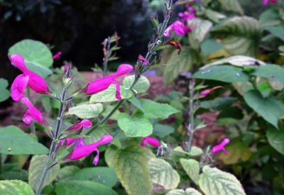 Salvia (Sage)