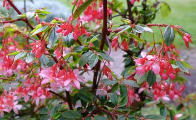 Begonia Foliosa