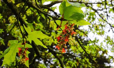 Bigleaf Maple