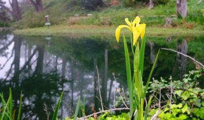 Yellow Iris