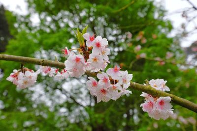 Yoshino Cherry